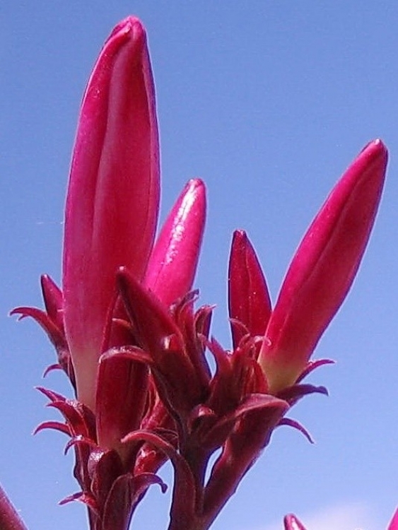 Coccinelle, etc Insectes et arachnides