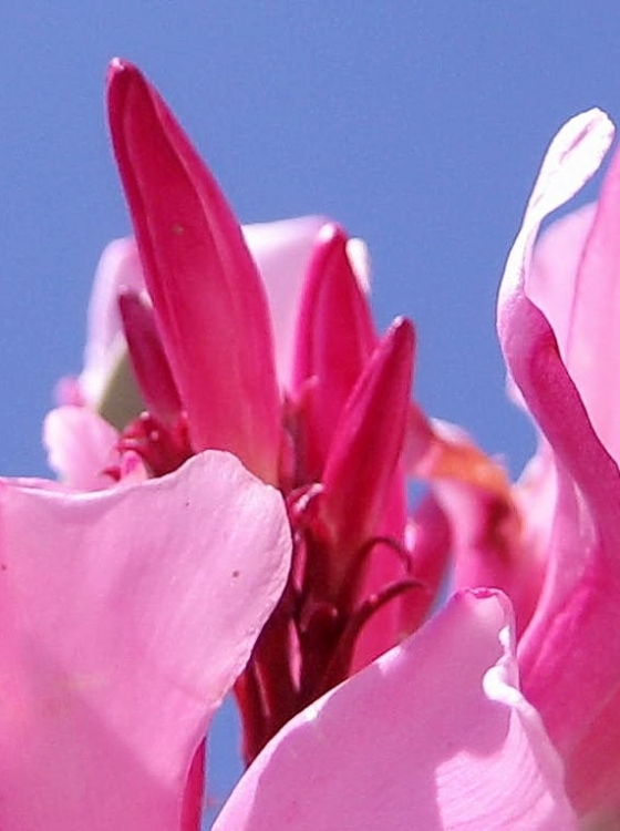 Coccinelle, etc Insectes et arachnides