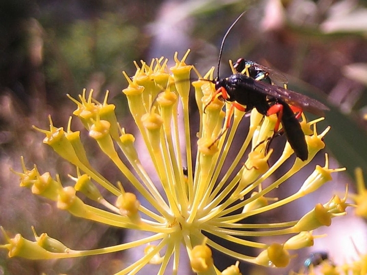 Coccinelle, etc Insectes et arachnides