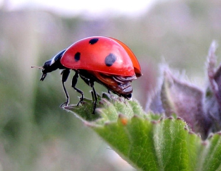 Coccinelle, etc Insectes et arachnides