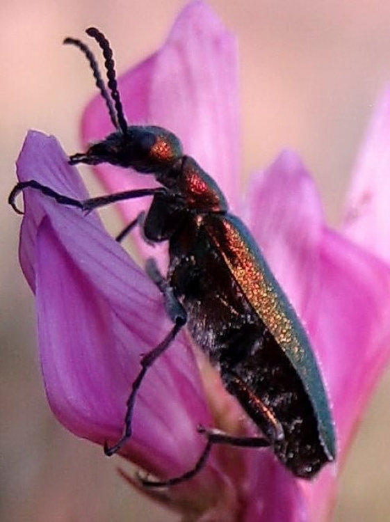 Coccinelle, etc Insectes et arachnides