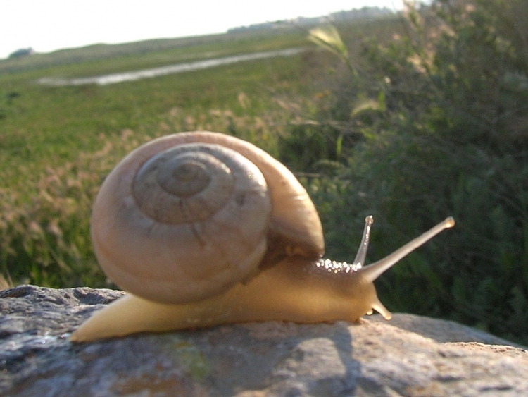 Escargot Paysages
