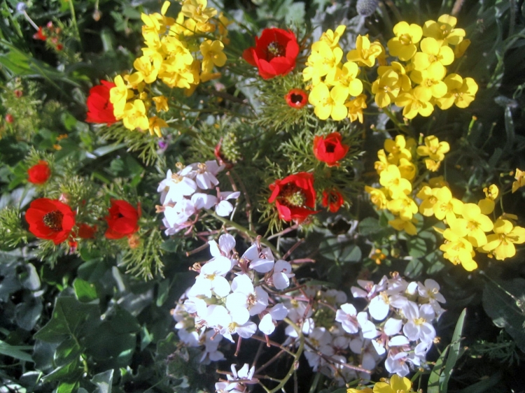 Printemps Fleurs et plantes