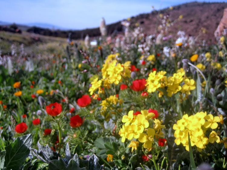 Printemps Fleurs et plantes