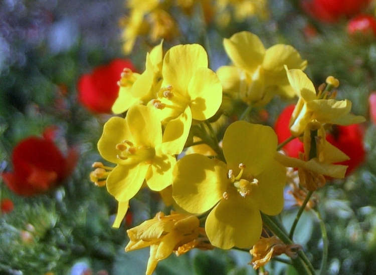 Printemps Fleurs et plantes