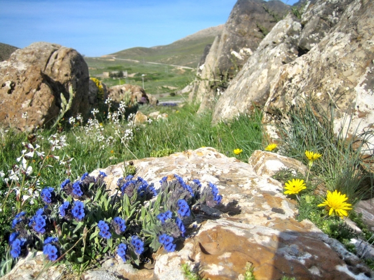 Printemps Fleurs et plantes