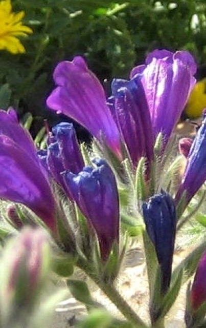 Printemps Fleurs et plantes