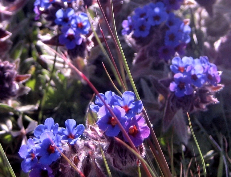 Printemps Fleurs et plantes