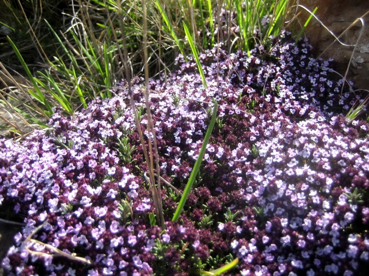 Printemps Fleurs et plantes