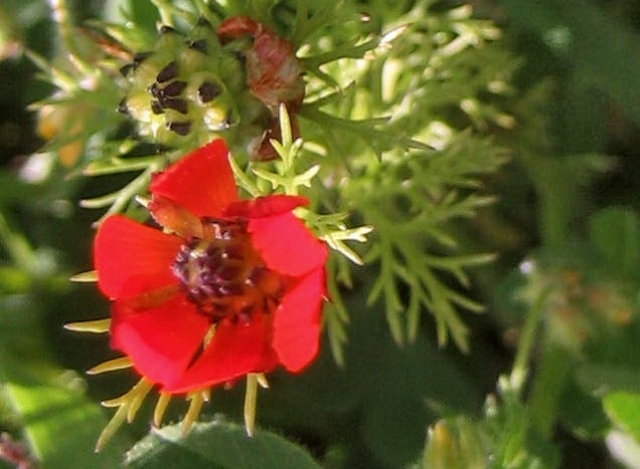 Printemps Fleurs et plantes