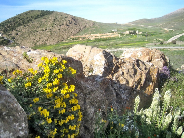 Printemps Fleurs et plantes