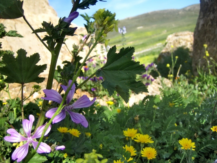 Printemps Fleurs et plantes