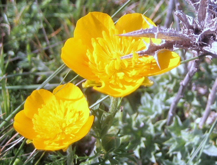Printemps Fleurs et plantes