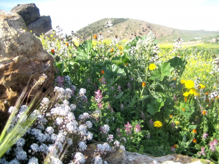 Printemps Fleurs et plantes