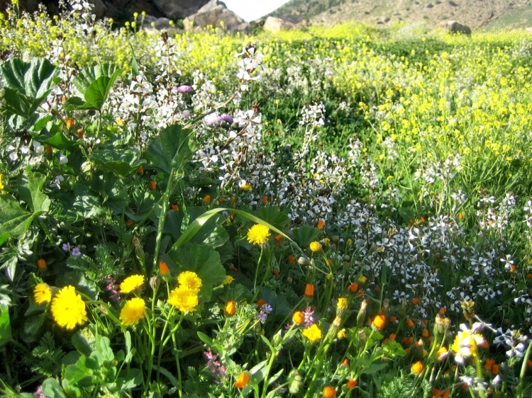 Printemps Fleurs et plantes