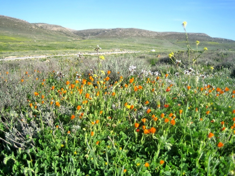 Printemps Fleurs et plantes