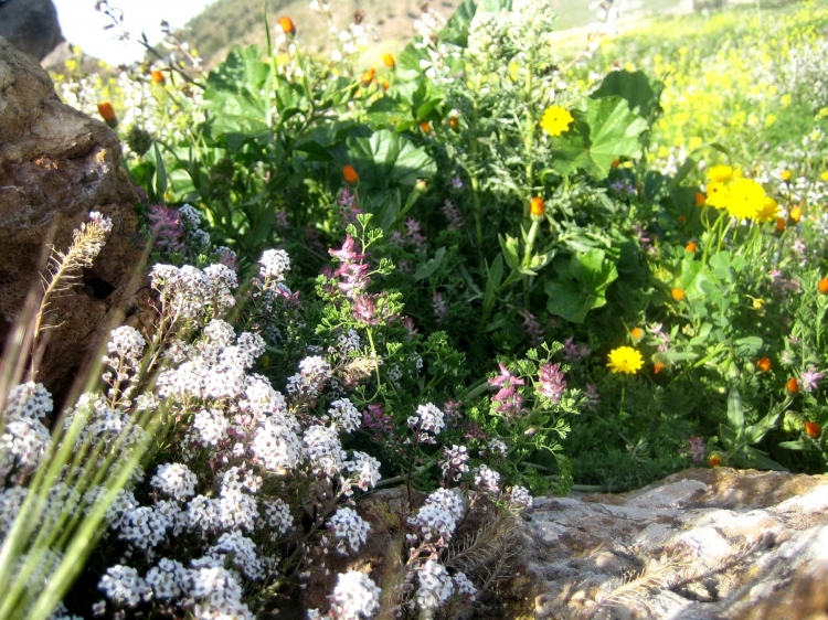 Printemps Fleurs et plantes