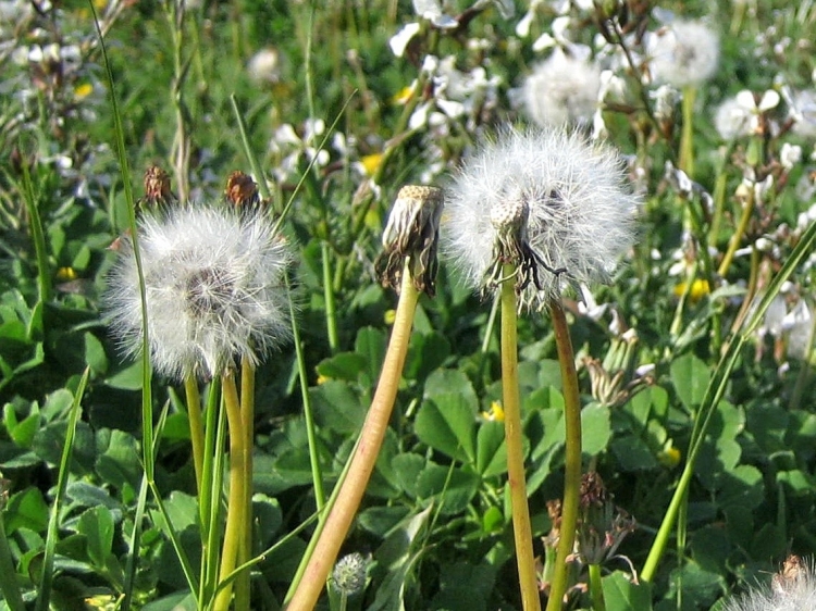 Printemps Fleurs et plantes