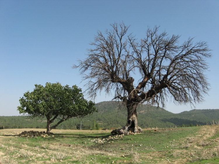 Rennaissance Paysages