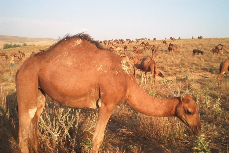 Chameaux Animaux