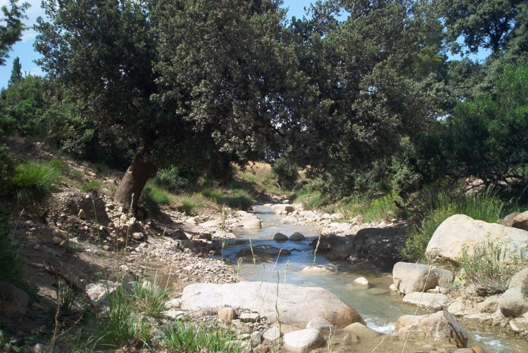 Ain mimoun Ruisseaux