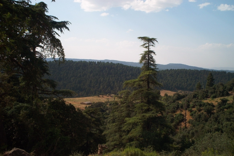 Cèdre des aures Cèdres