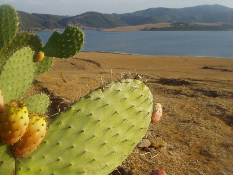 Figue de barbarie Cactus