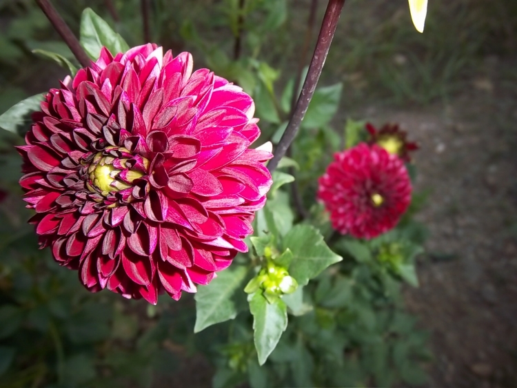 Dahlia billal Dahlias