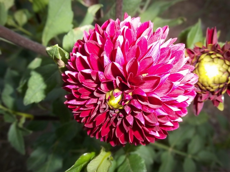 Dahlia billal Dahlias