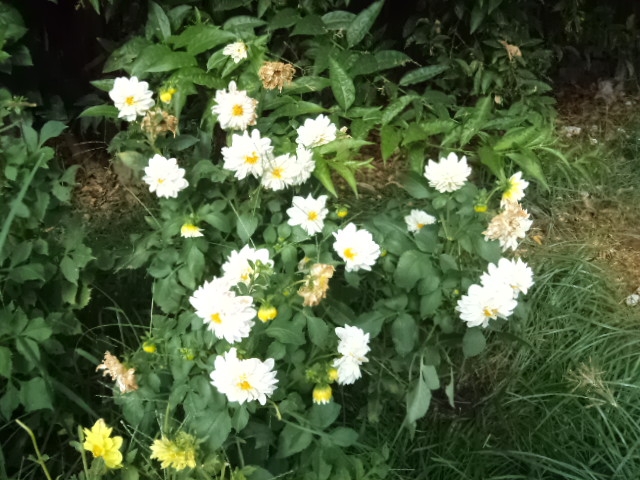 Dahlia billal Dahlias