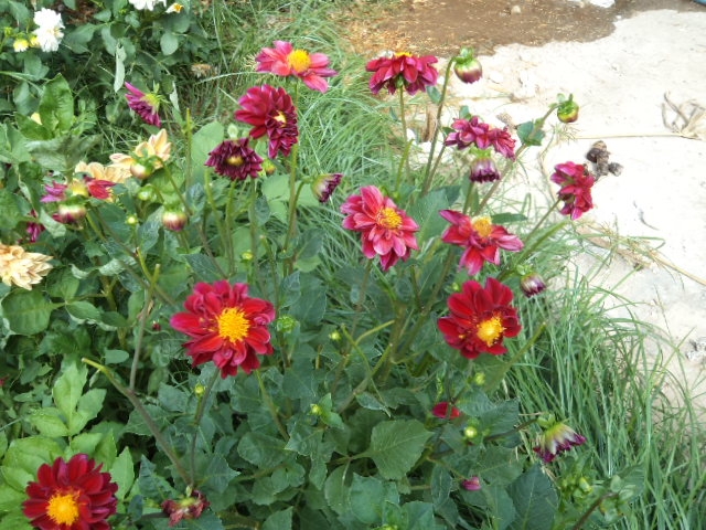 Dahlia billal Dahlias
