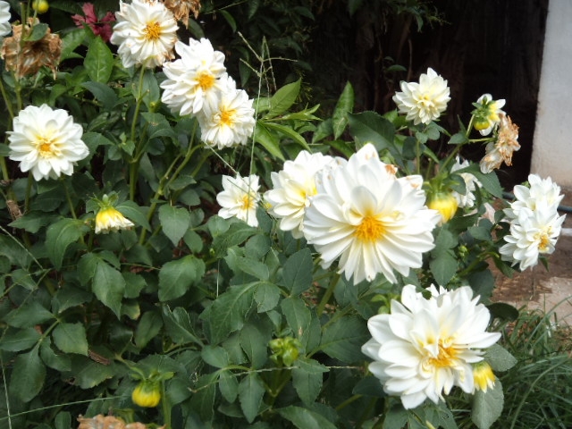 Dahlia billal Dahlias