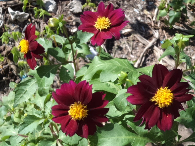 Dahlia billal Dahlias