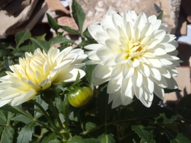 Dahlia billal Dahlias