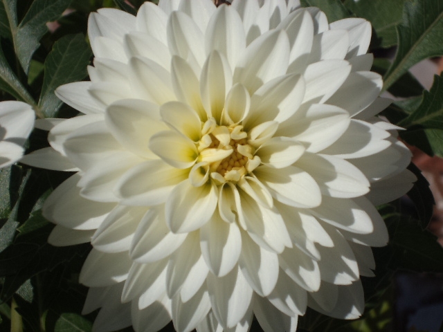 Dahlia billal Dahlias