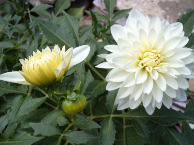 Dahlia billal Dahlias