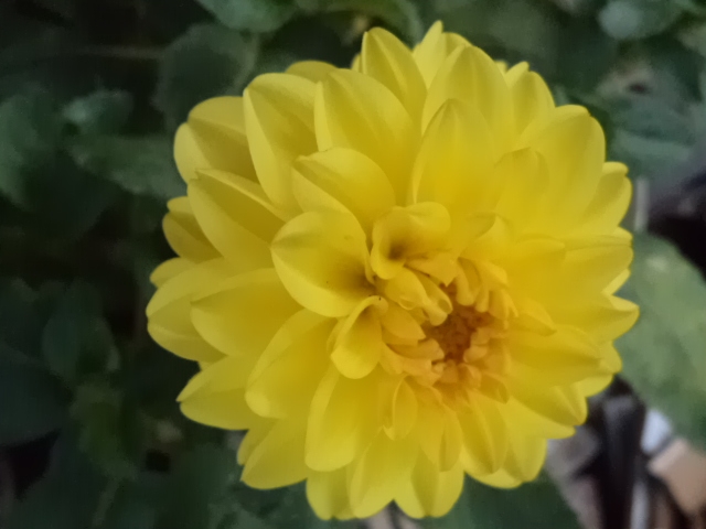 Dahlia billal Dahlias