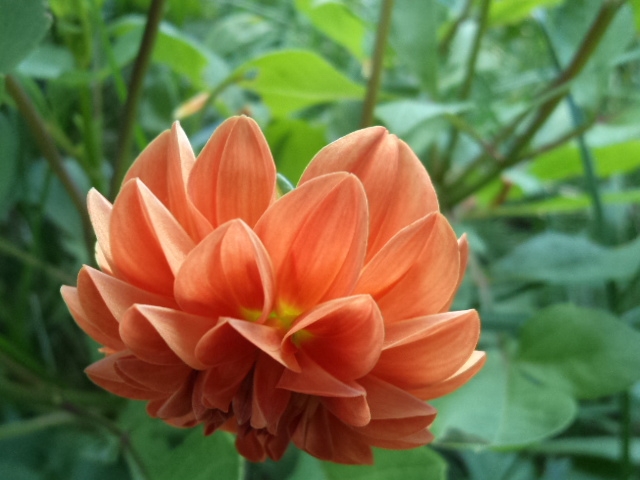 Dahlia billal Dahlias