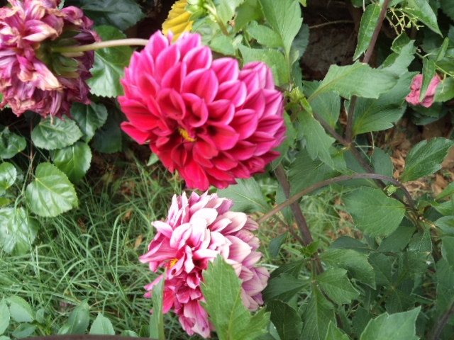 Dahlia billal Dahlias