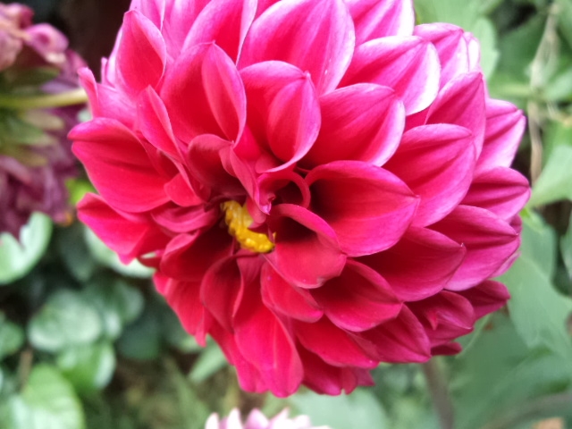 Dahlia billal Dahlias