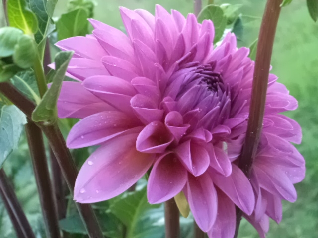 Dahlia billal Dahlias