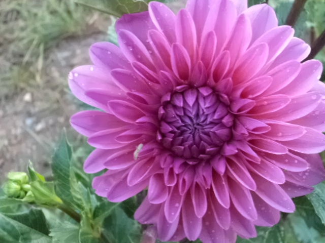 Dahlia billal Dahlias