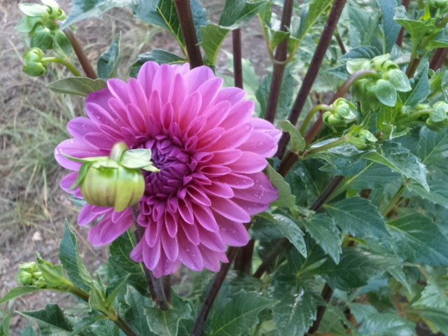 Dahlia billal Dahlias