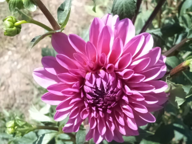 Dahlia billal Dahlias