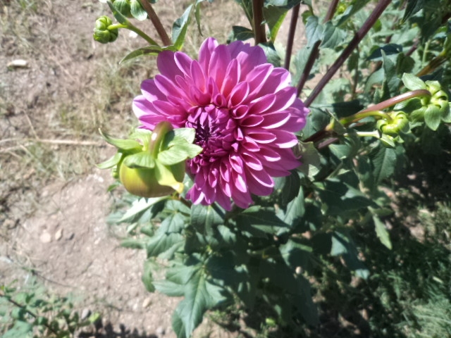 Dahlia billal Dahlias