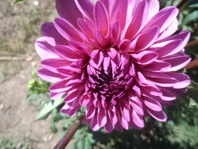 Dahlia billal Dahlias