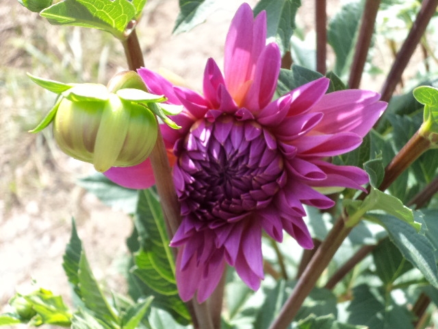 Dahlia billal Dahlias