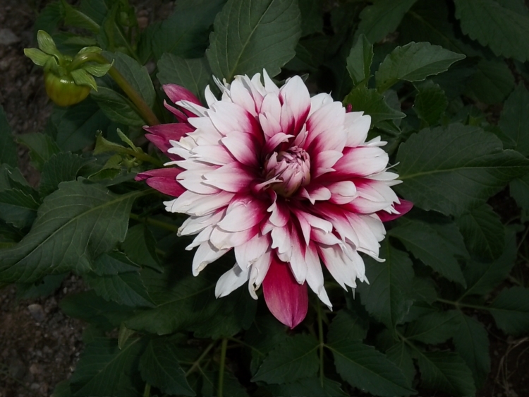 Dahlia billal Dahlias