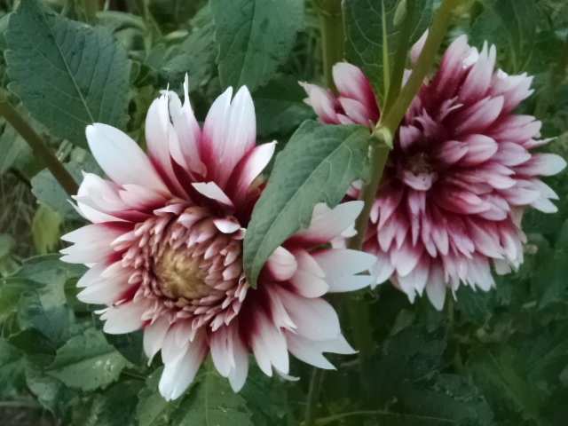 Dahlia billal Dahlias