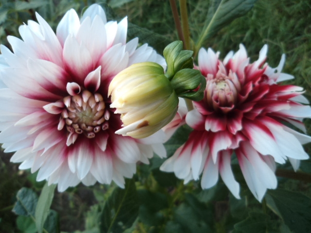 Dahlia billal Dahlias